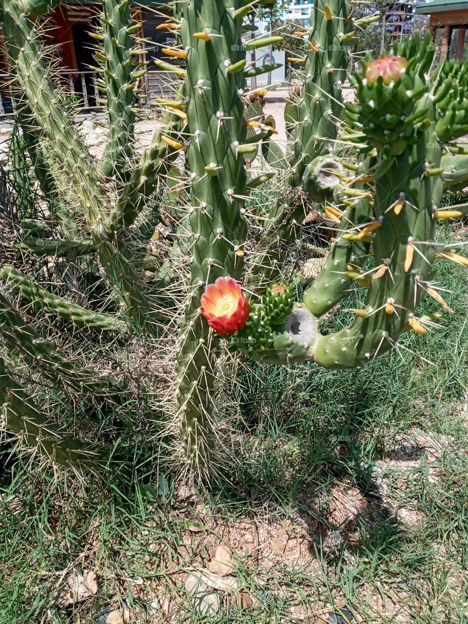 Cactus