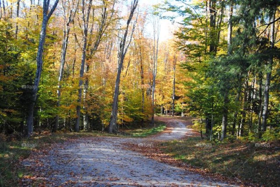 Autumn winding road