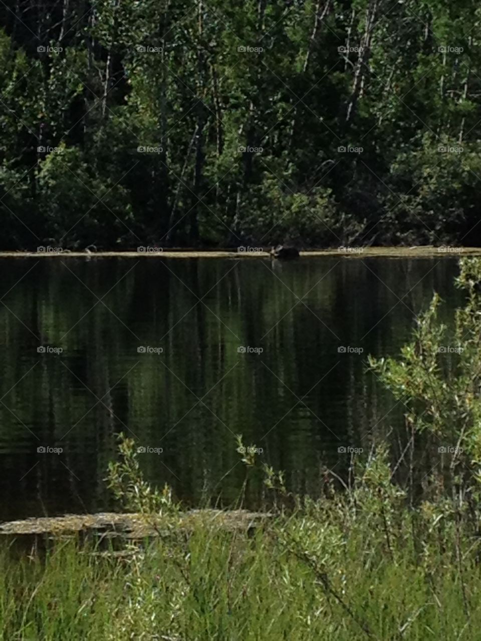 Canadian Moose in Lake