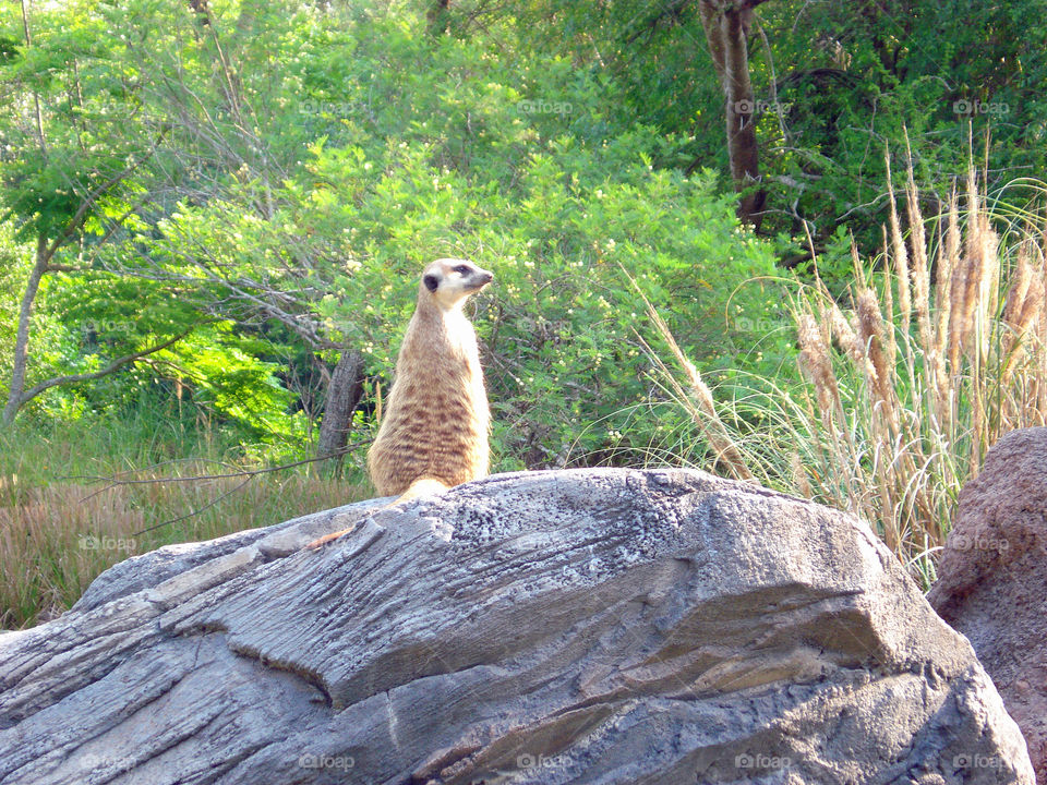 Meerkat on A rock
