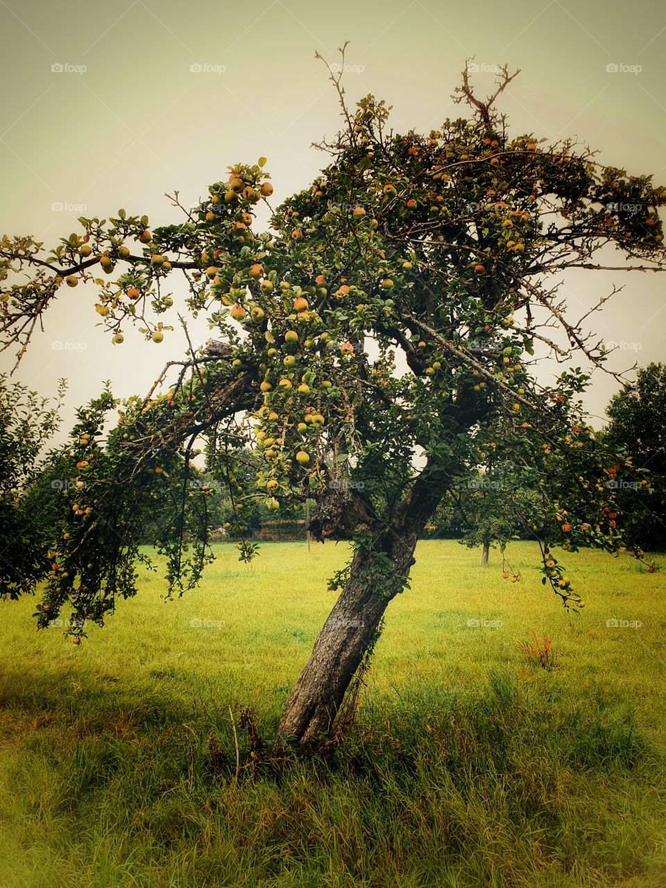 apple tree