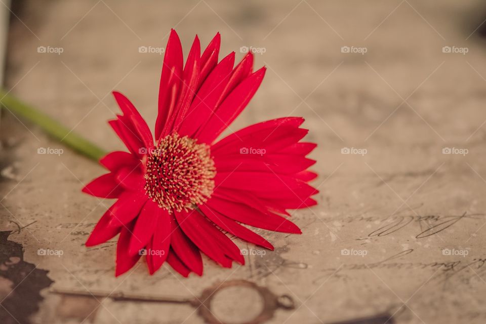 Gerberas 