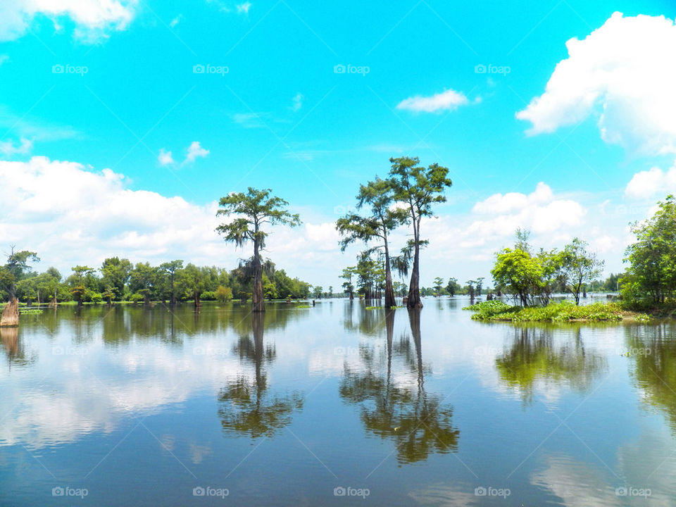 sky blue color tree by danielrichard