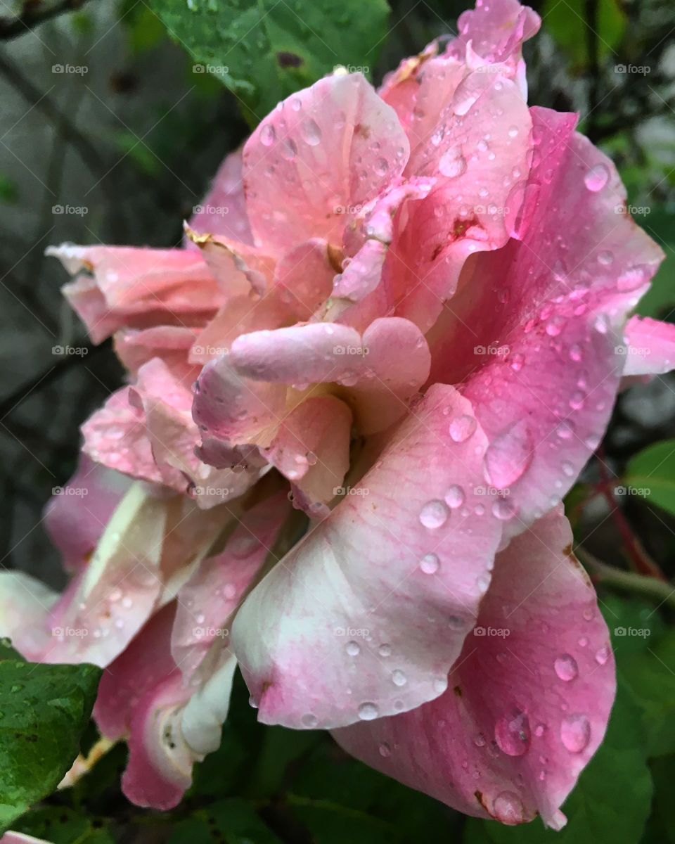 🌺Fim de #cooper!
Suado, cansado e feliz, alongando e curtindo a beleza das #flores.
🏁
#corrida #treino #flor #flower #flowers #pétalas #pétala #jardim #jardinagem #garden #flora #run #running #esporte #alongamento 