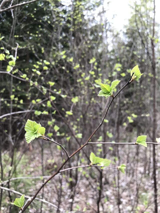 Tree nature