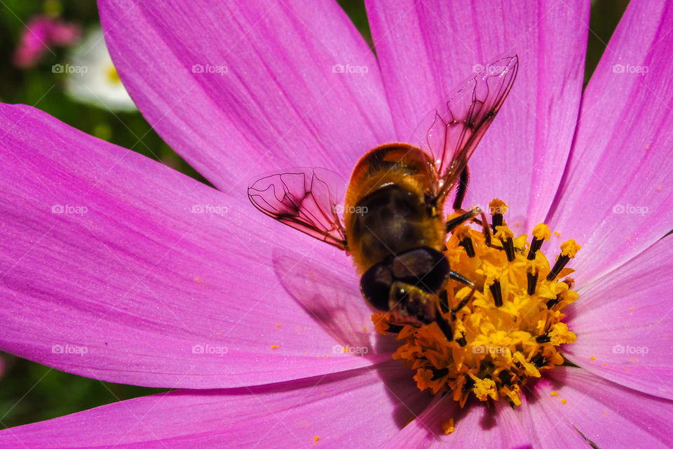 Bee on a flower 