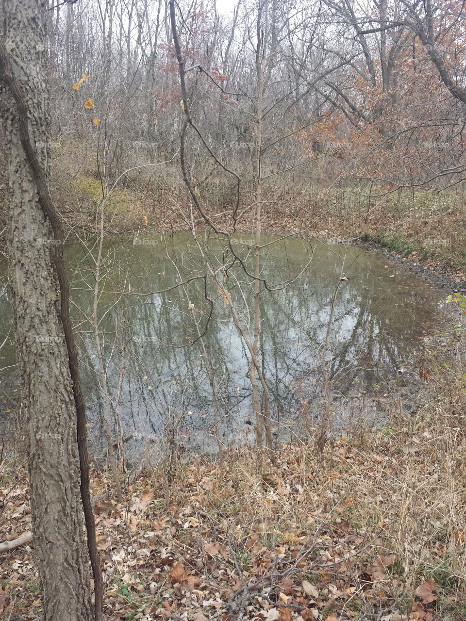 hidden pond