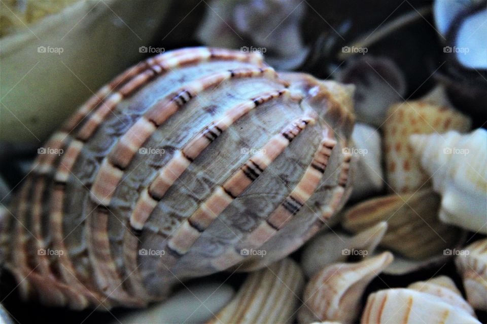 shell close-up