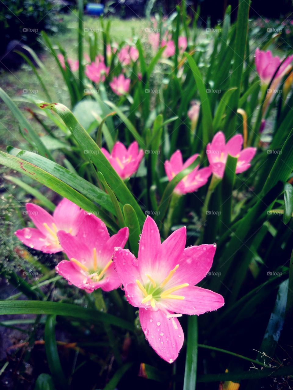 Morning flowers