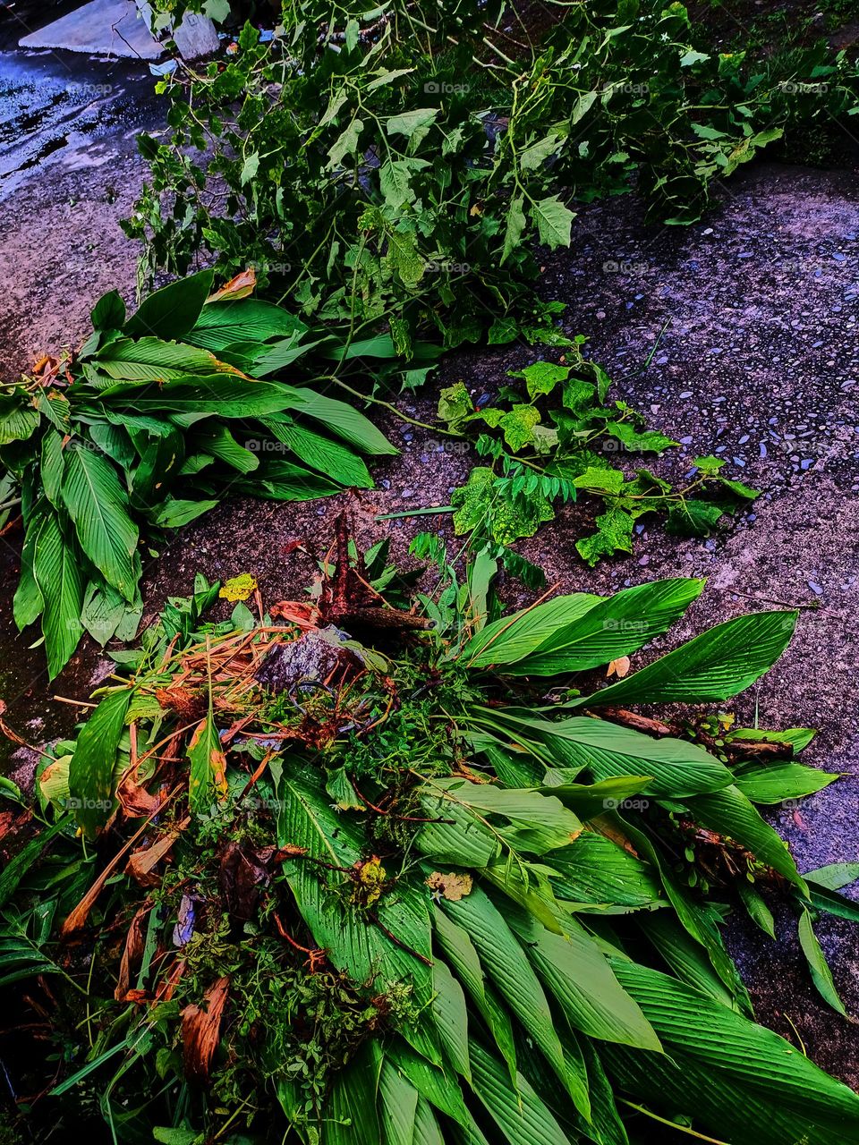 Pruning plants in the garden, then the organic waste is used as fertilizer for the plants in the garden