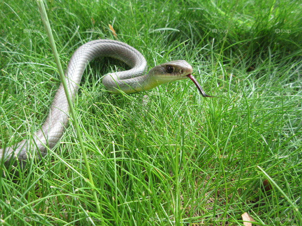 Yellow-bellied Racer