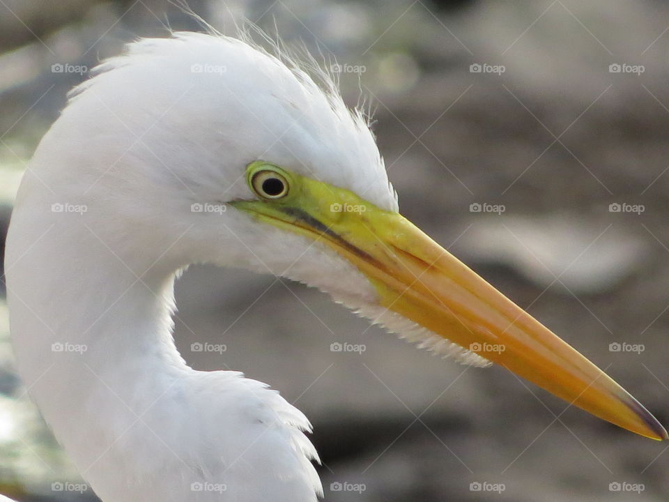White heron found in nature, heron, white, native, wildlife, nature