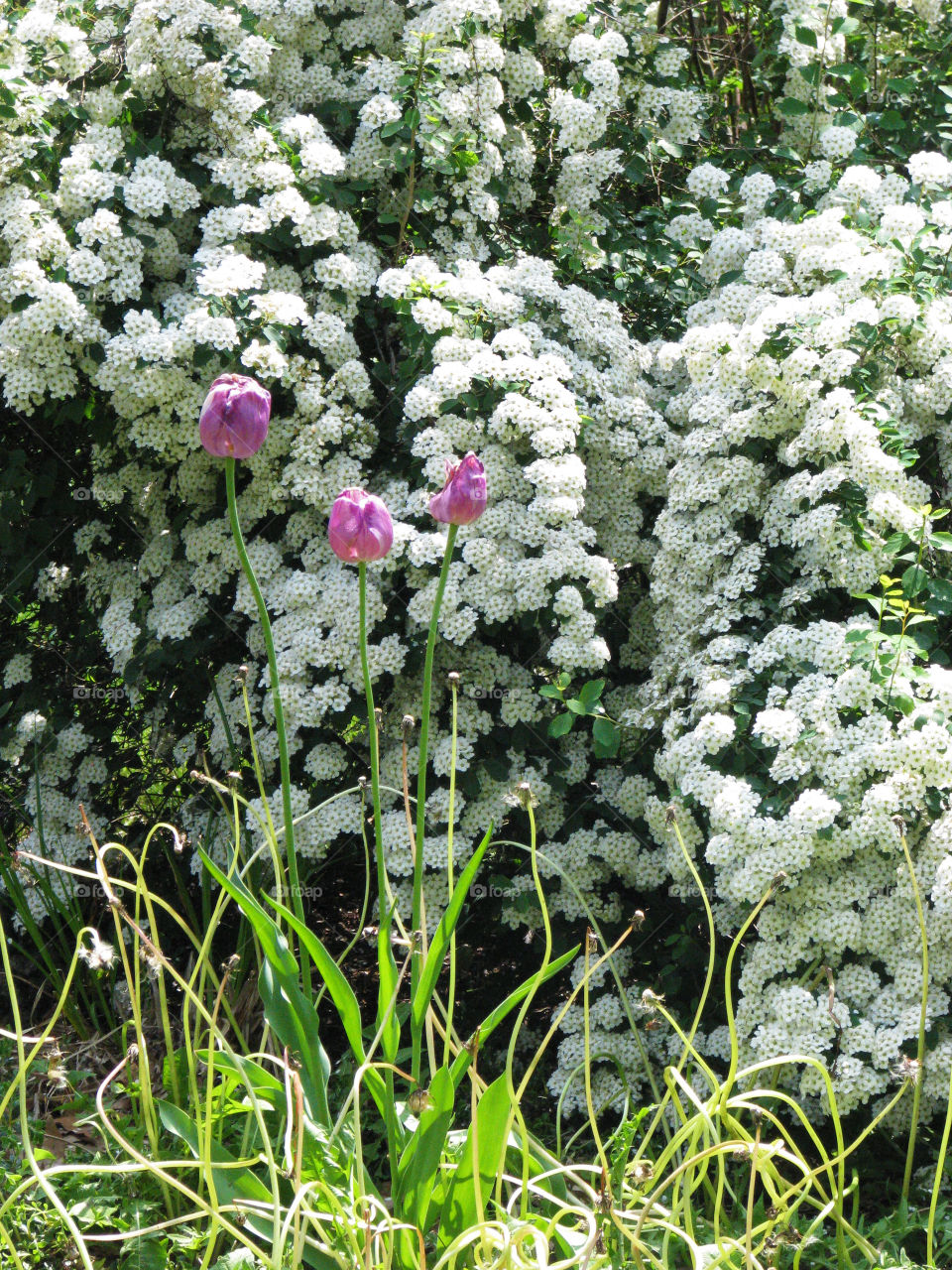 Pink tulips with a white floral backdrop