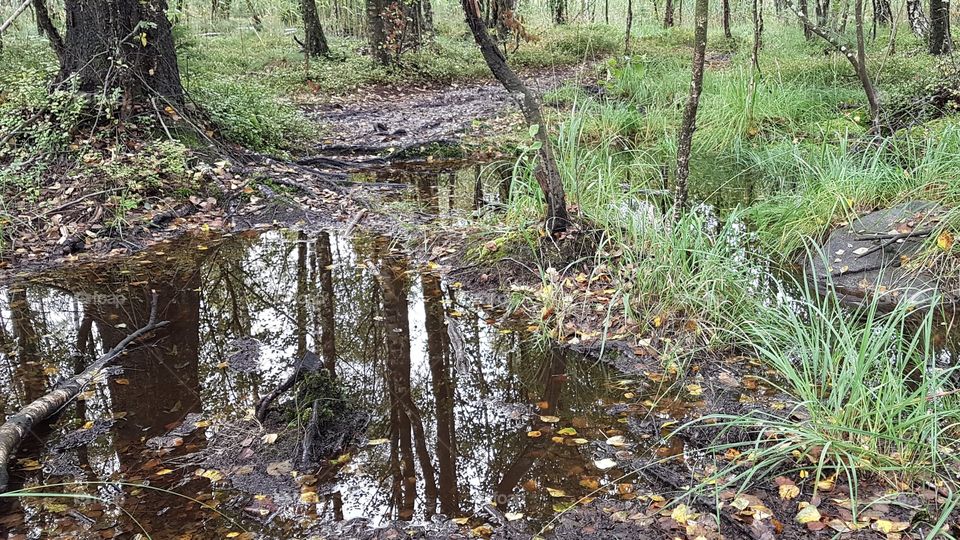Autumn rain reflections 