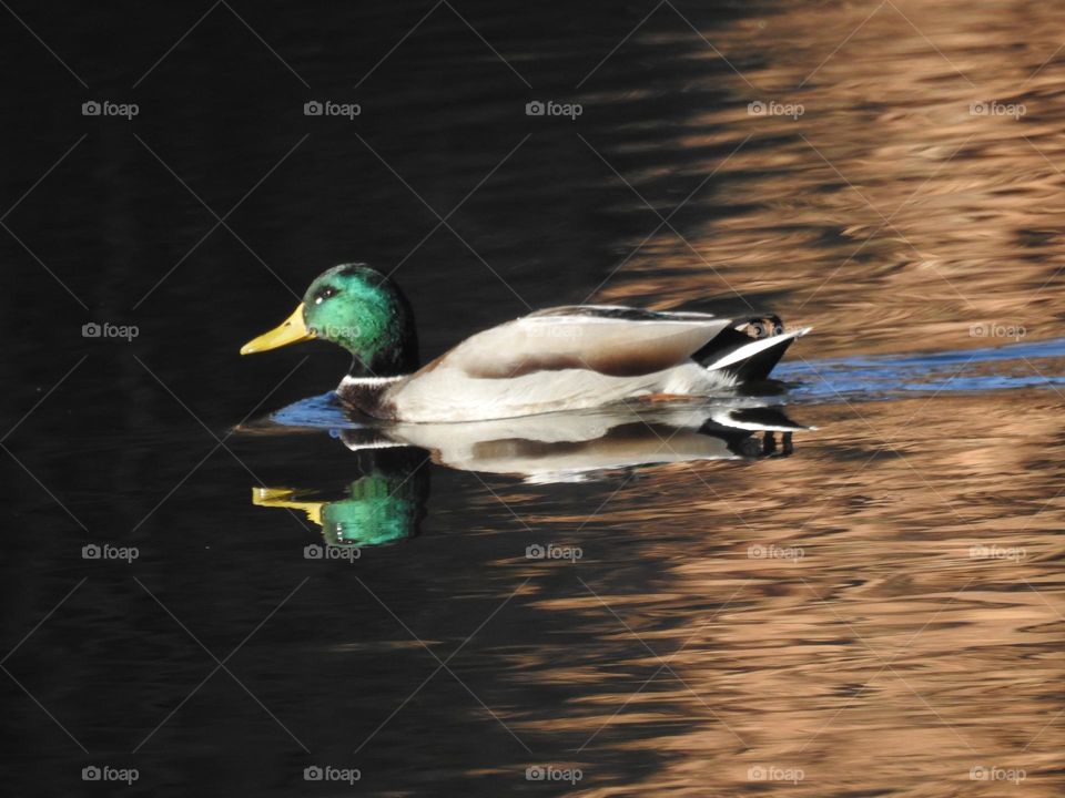 ducks