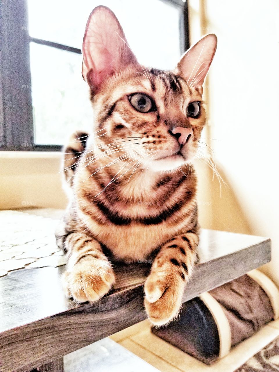 Serious Being a Bengal on a Table