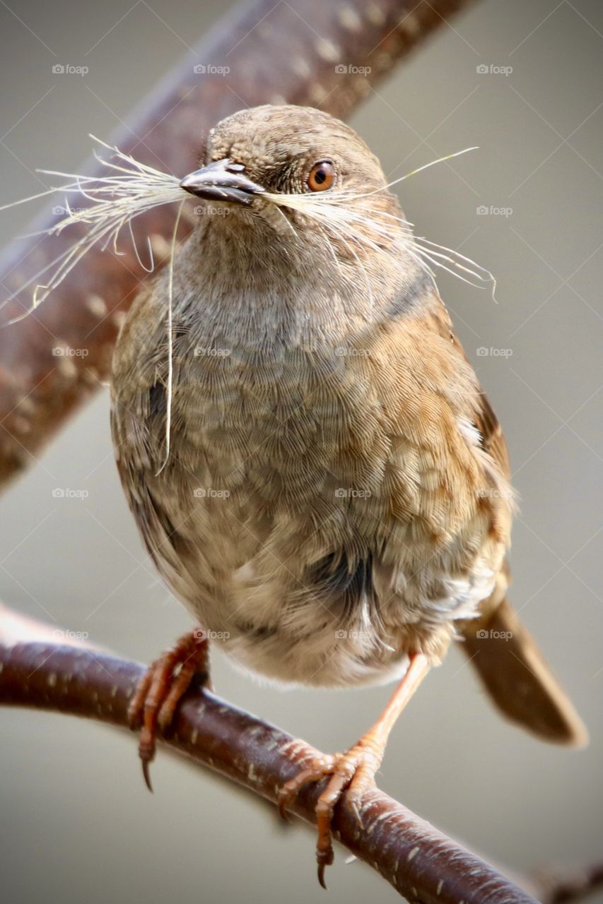 Dunnock