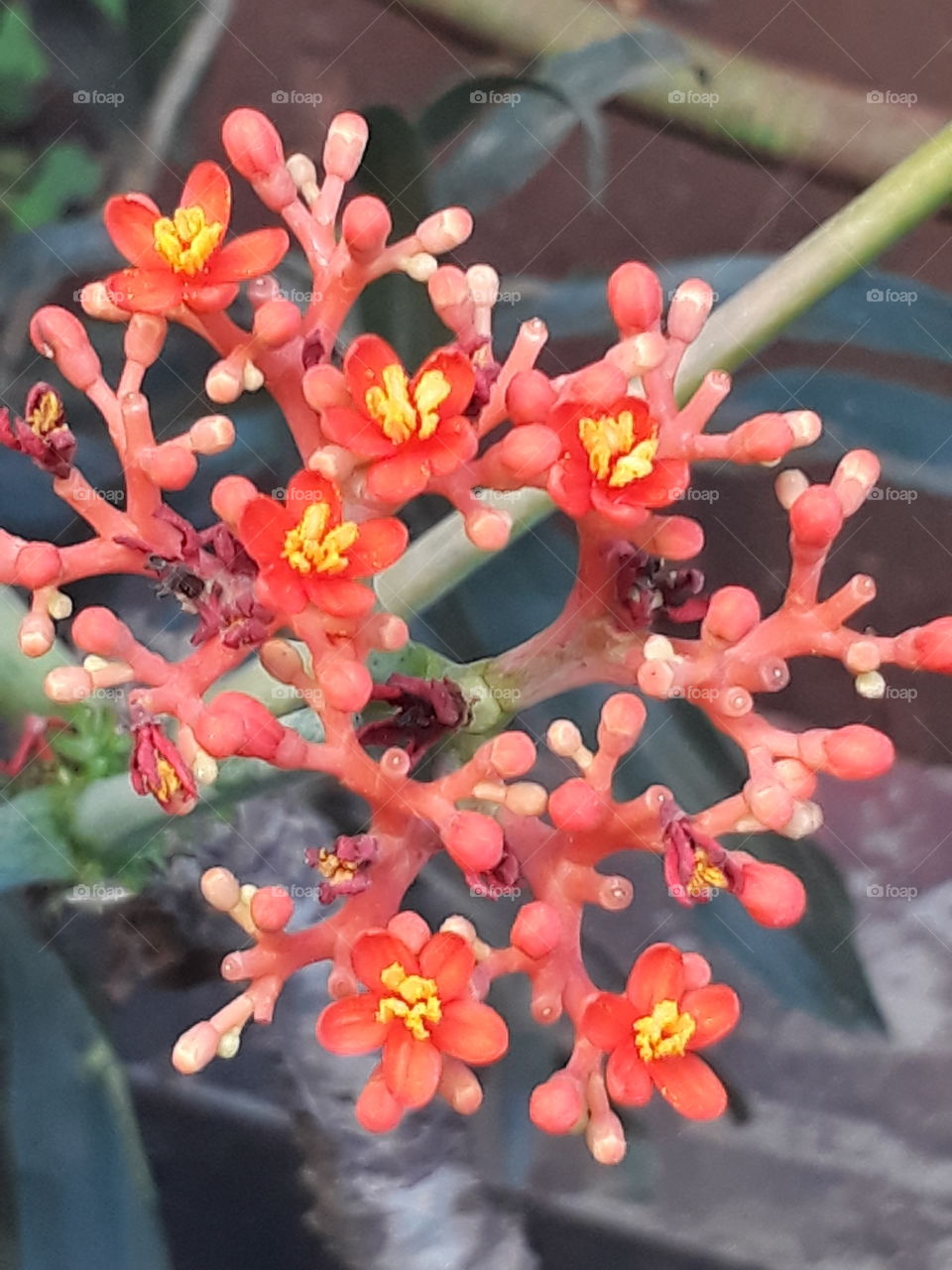 unique flowers