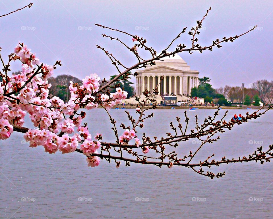 Glimmers: Small Moments of Happiness  - The Jefferson Monuments is framed between the branches of a cherry blossom 