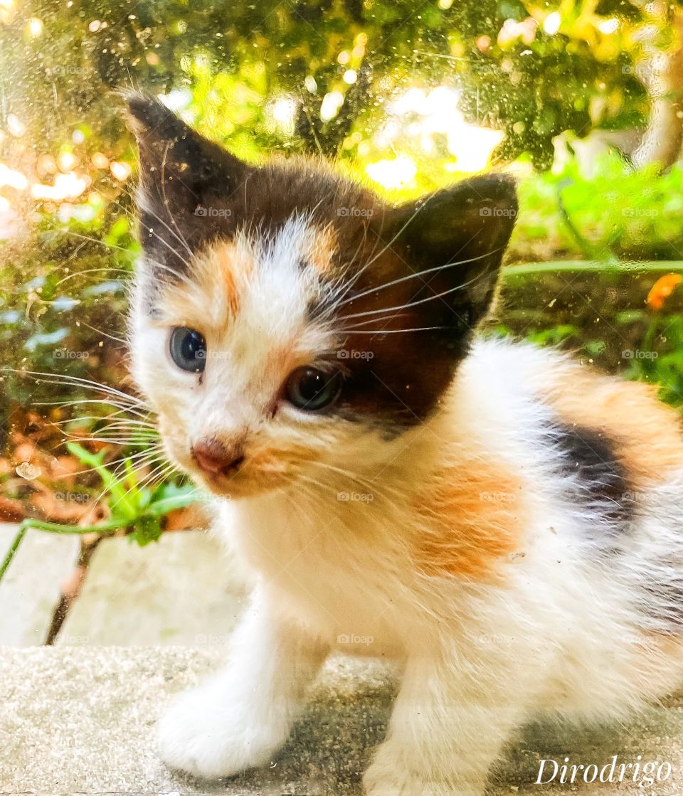 “The smallest feline is a masterpiece.” 