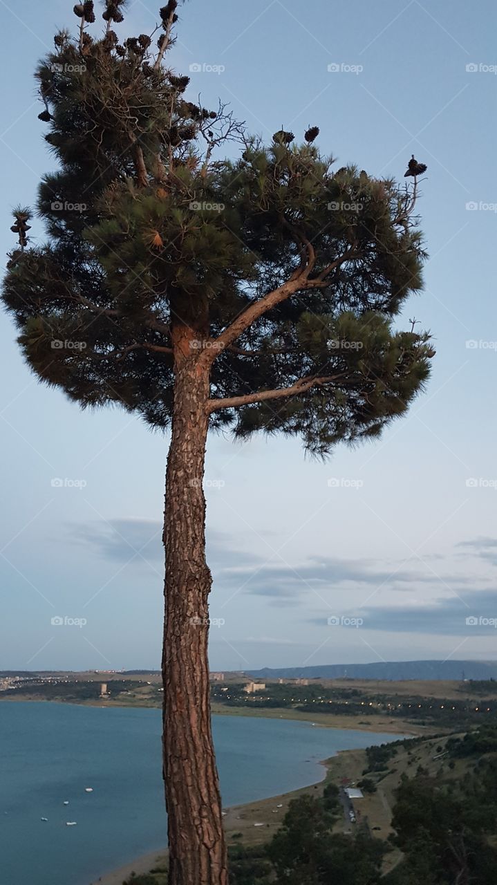 tree on the shore