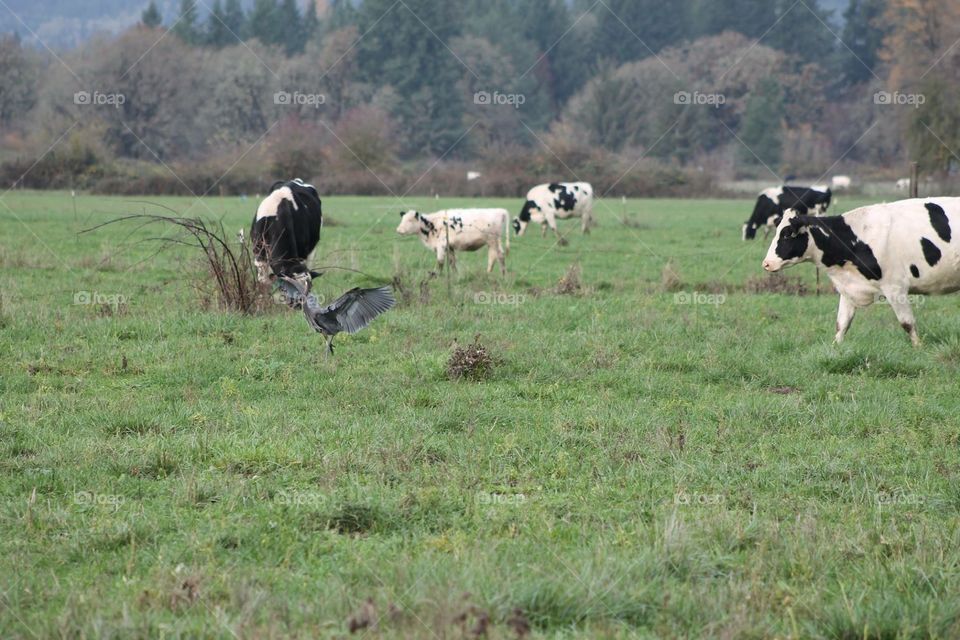 Blue Heron and cow playing chicken 