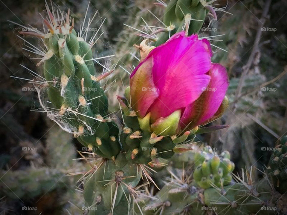 Cactus Flower