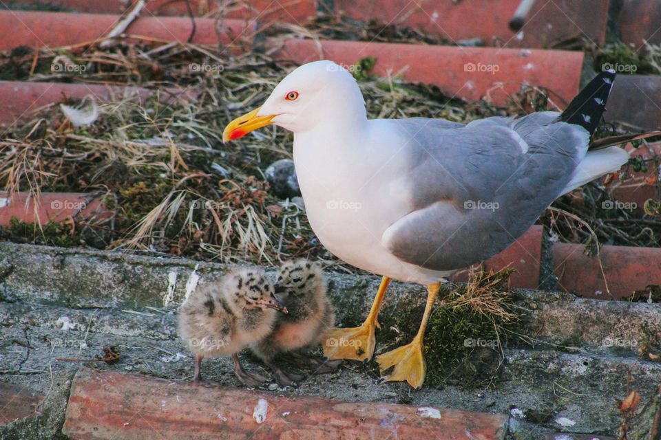 baby seagulls