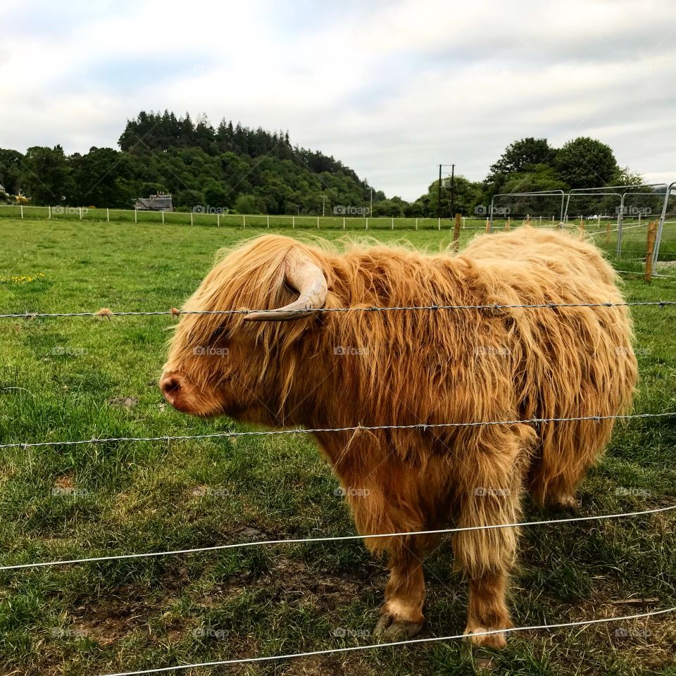 Hairy coos