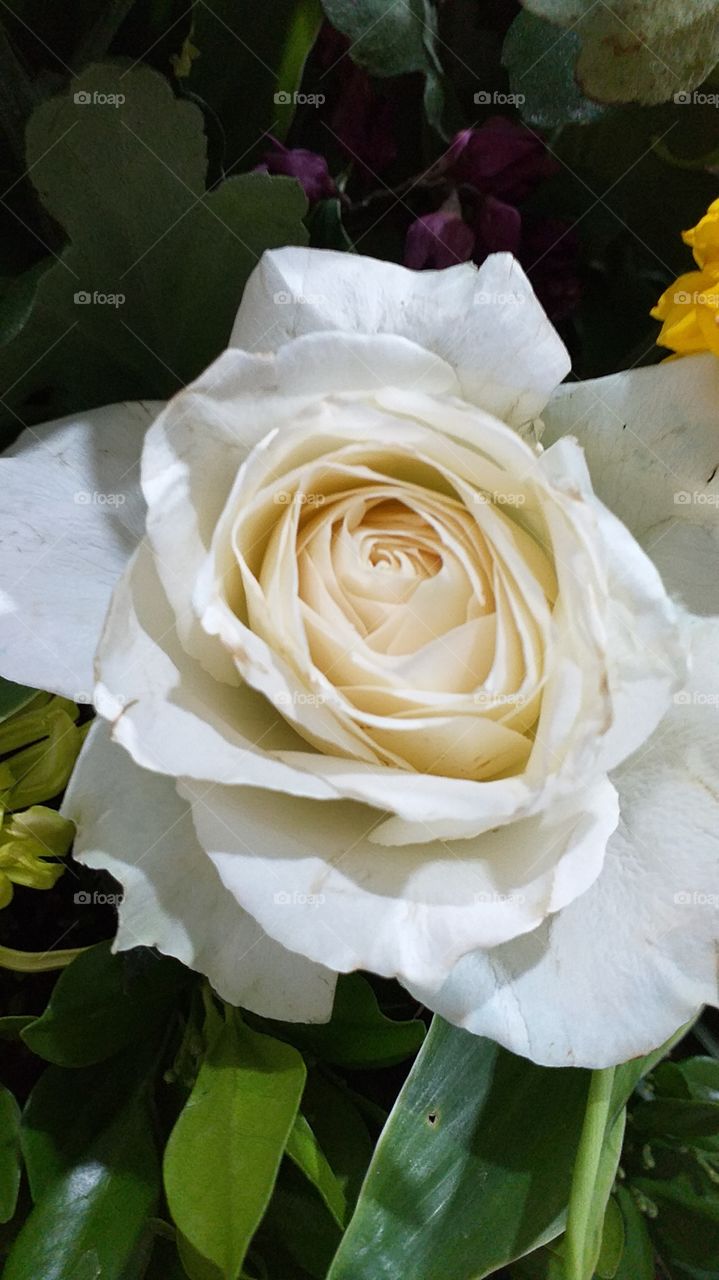 white rose