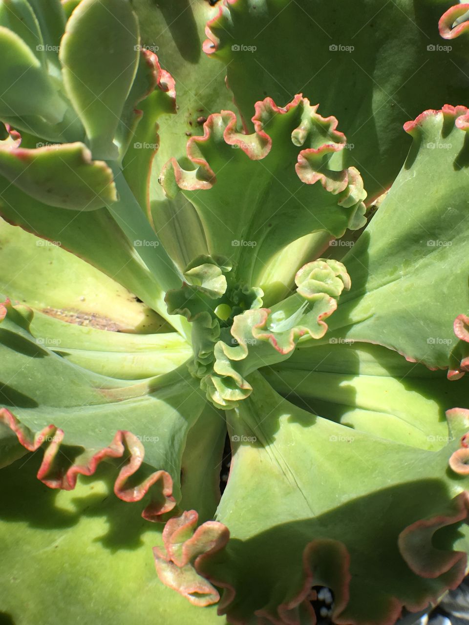 Green,cactus 