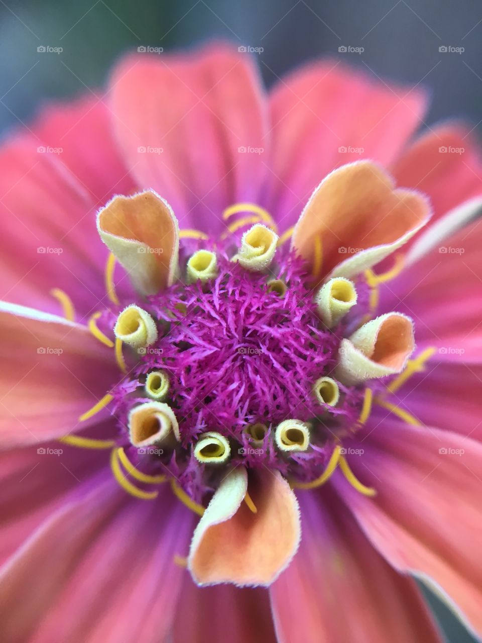 Pink Zinnia