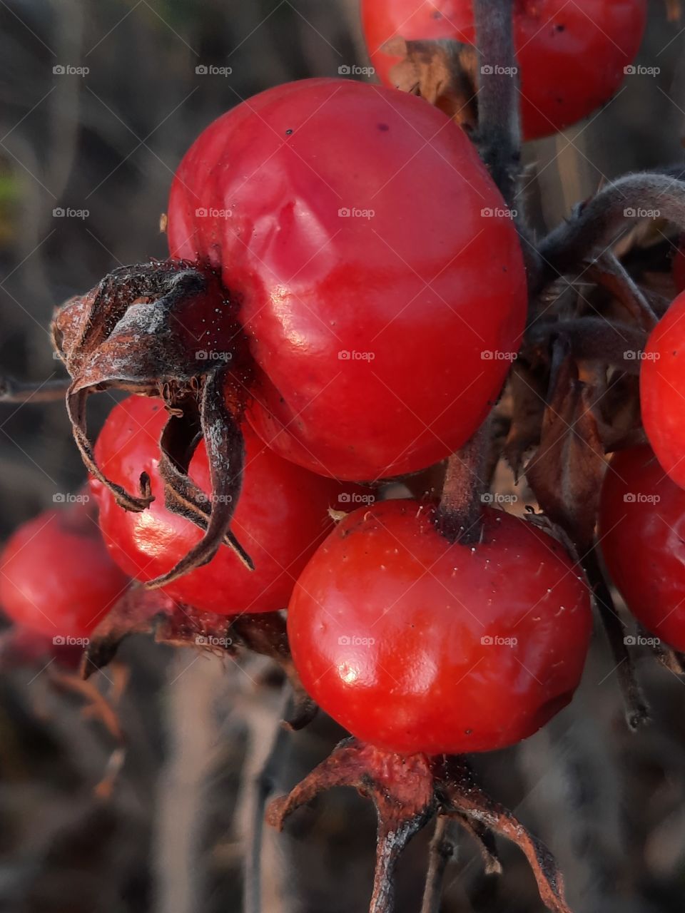 close-up of soft red rosehips