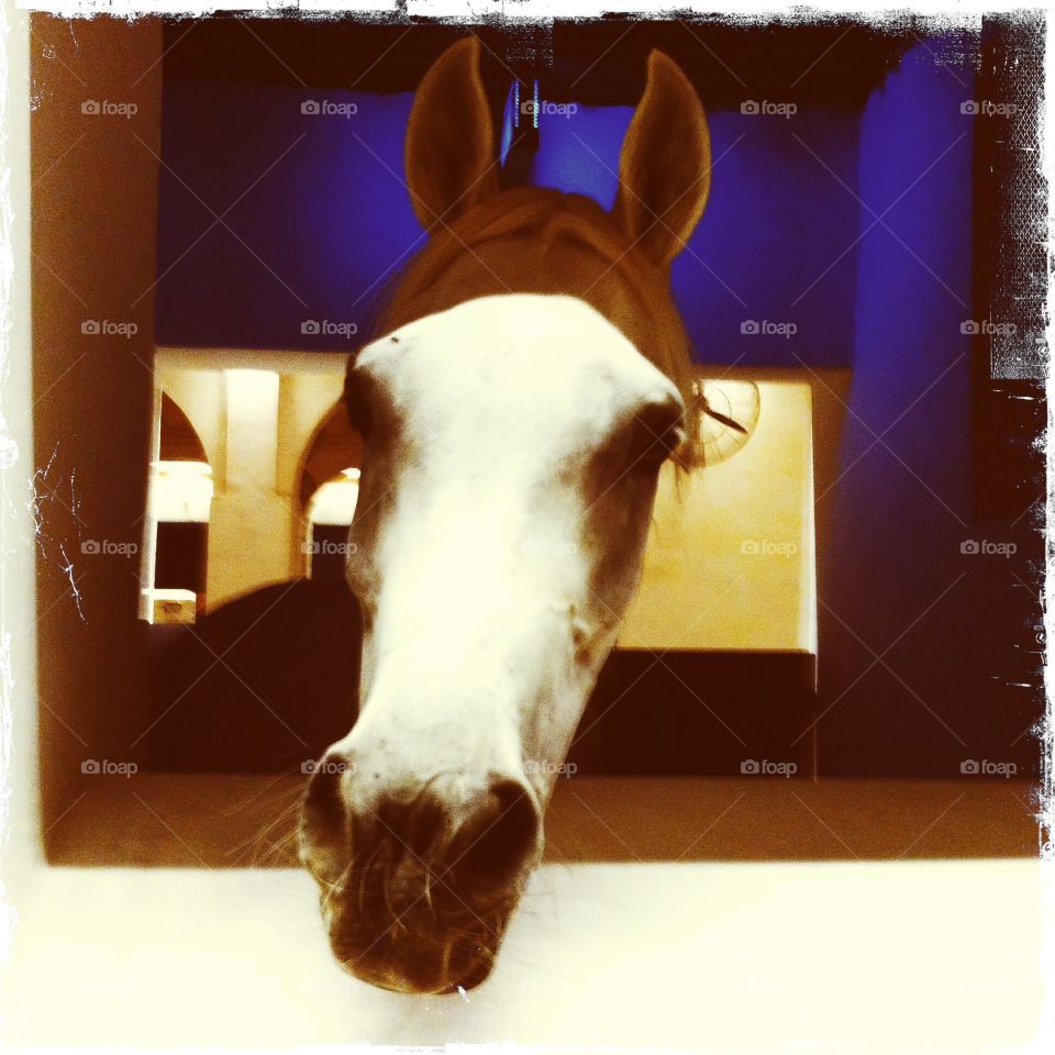 Horses head pokes out of door, Doha Qatar . Horses head pokes out of door, Doha Qatar 