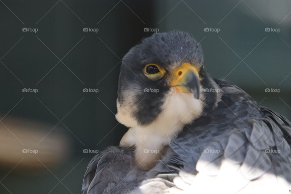 Falcon in northern Ohio, USA