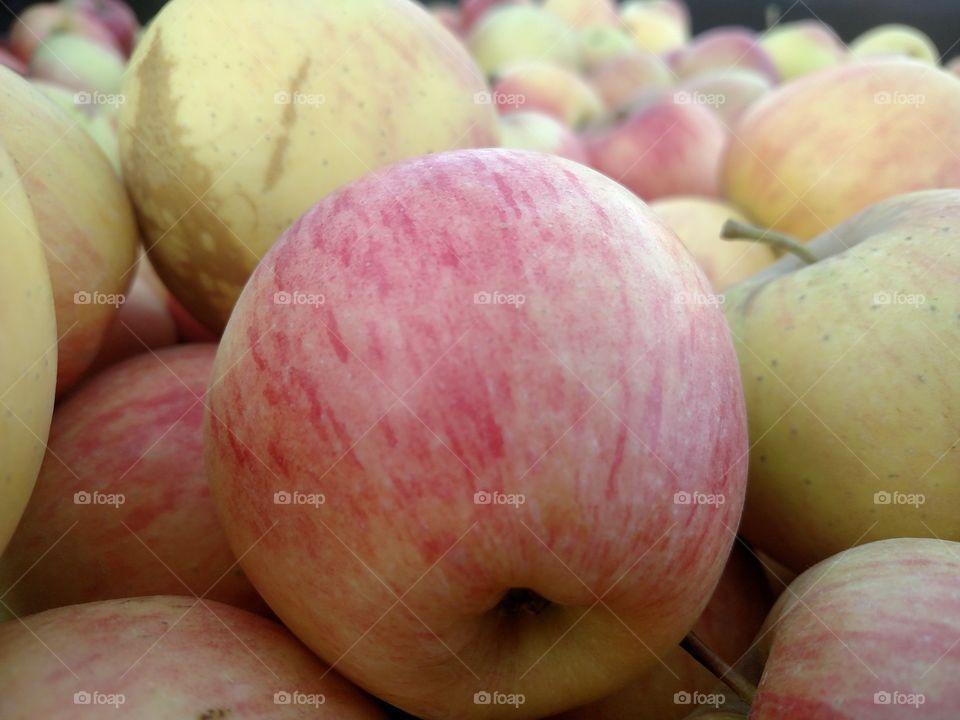 Apple harvest.