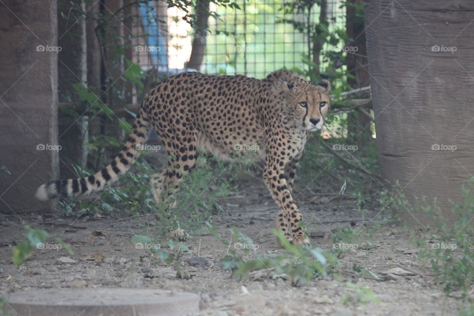 View of cheetah looking at camera