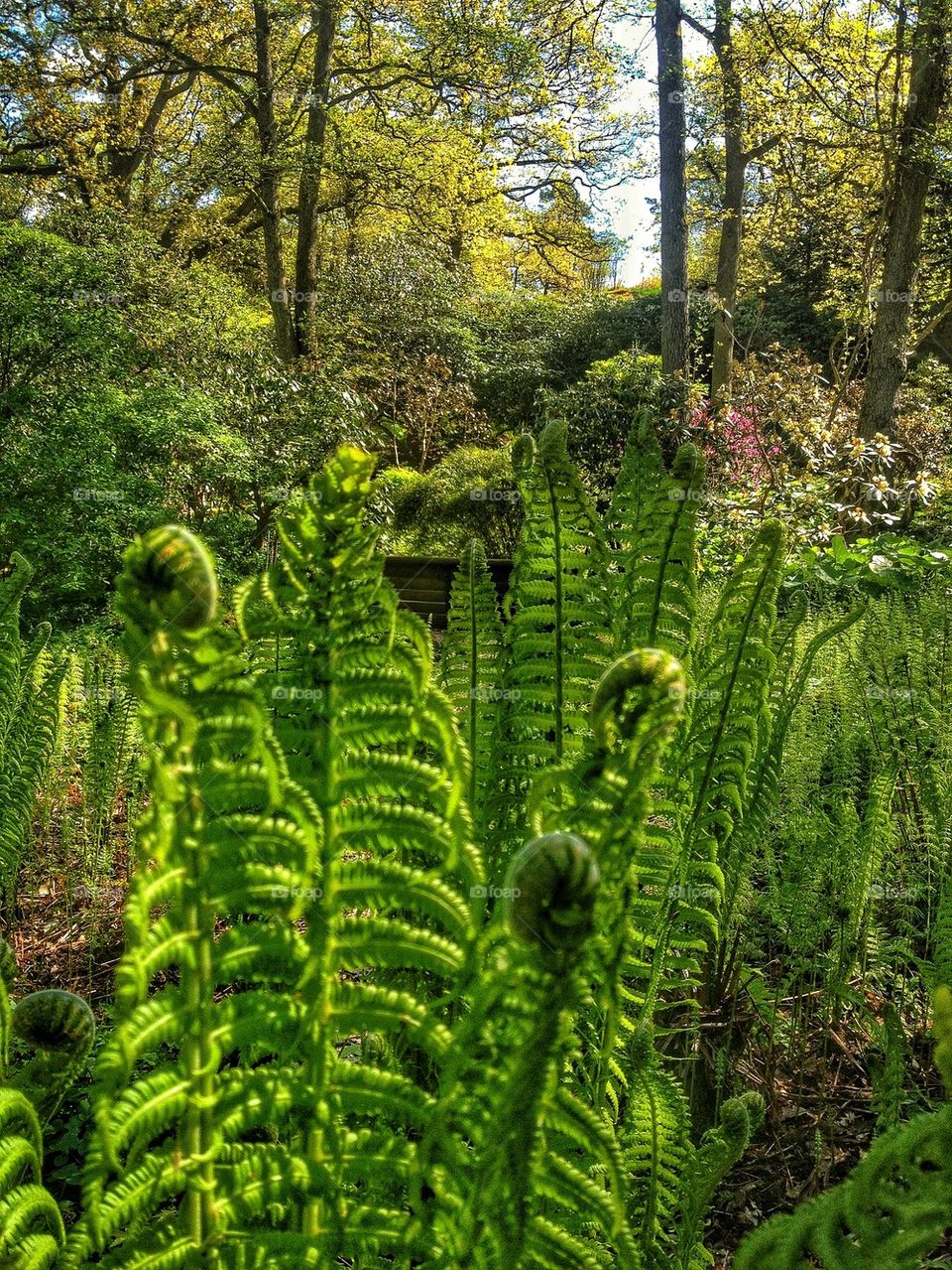 Close-up of a fern