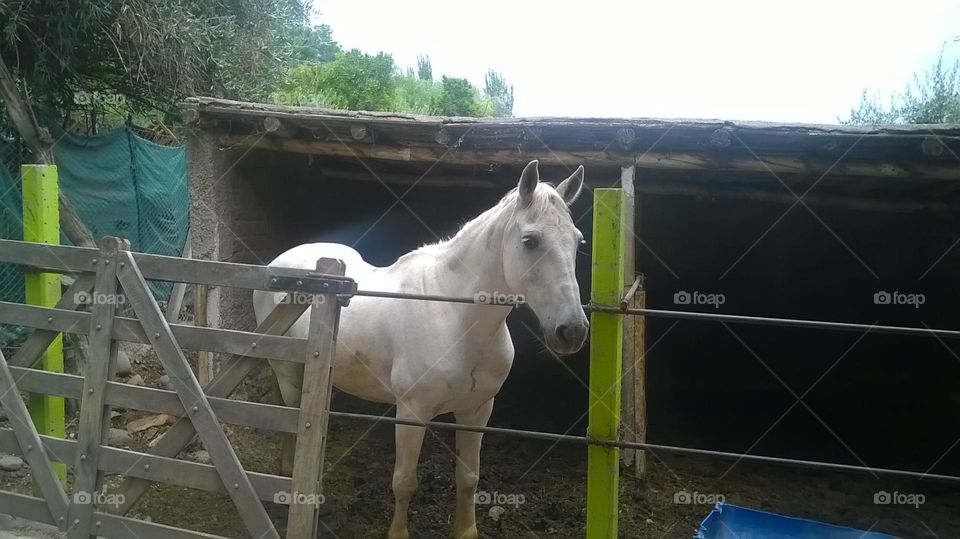 el caballo blanco