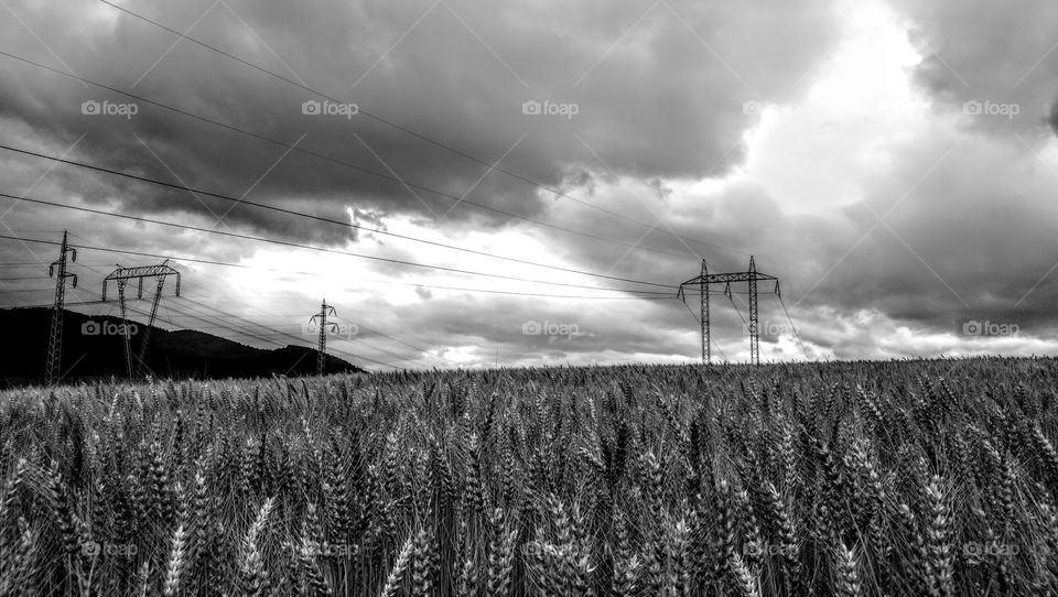Field with grain