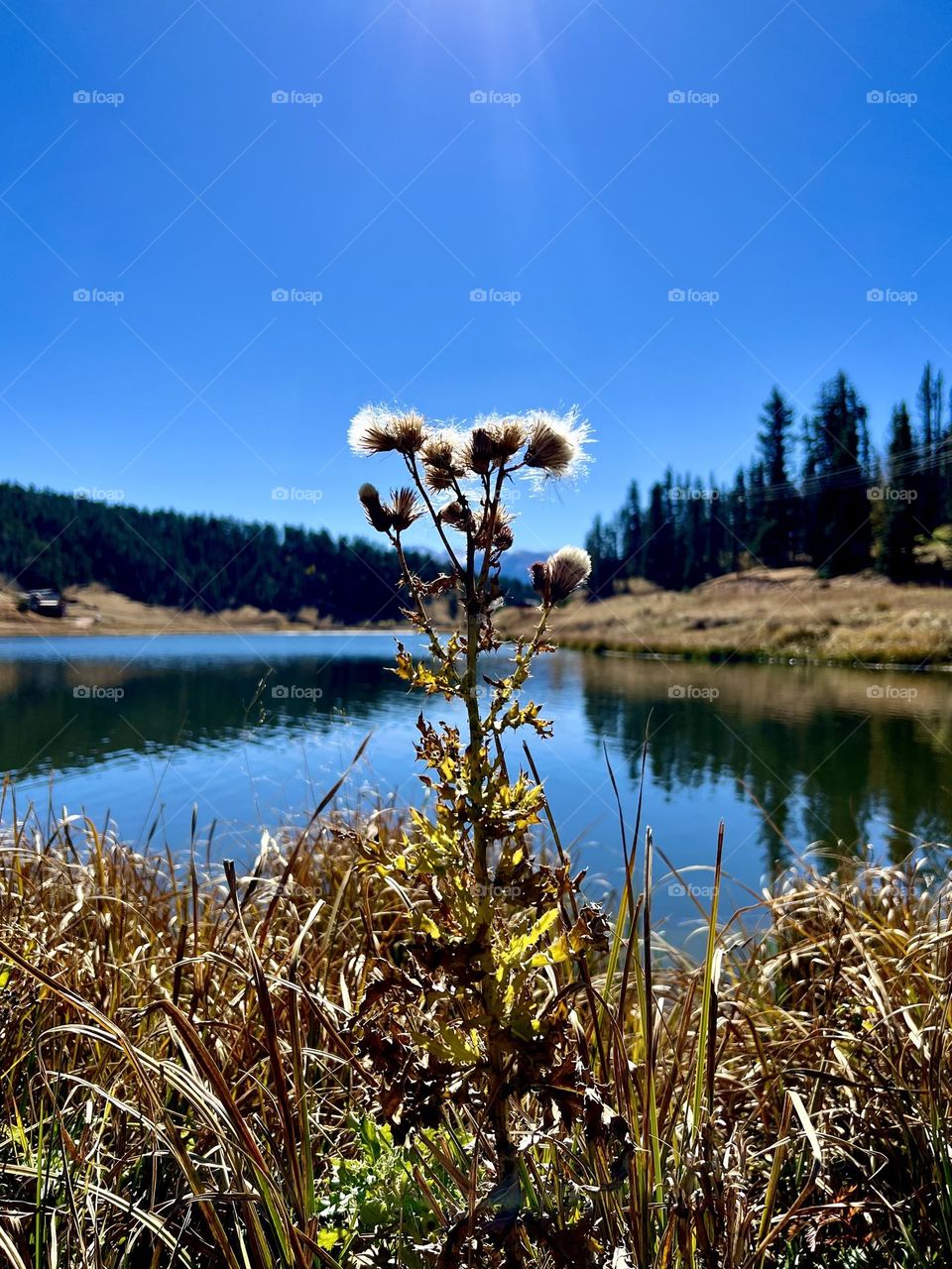 A white thistle glistens in the sun among the grass and trees on the edge of lake in Colorado 