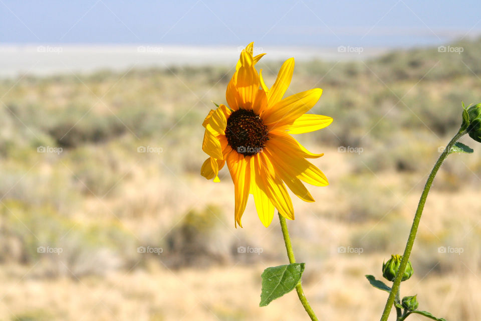 Lone yellow Flower