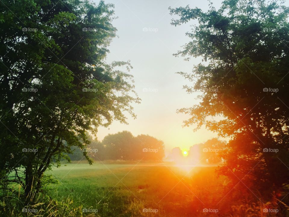 Farmfield sunrise seen from between the trees