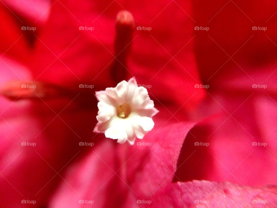 beautiful bougainvillea flower macro shot photo