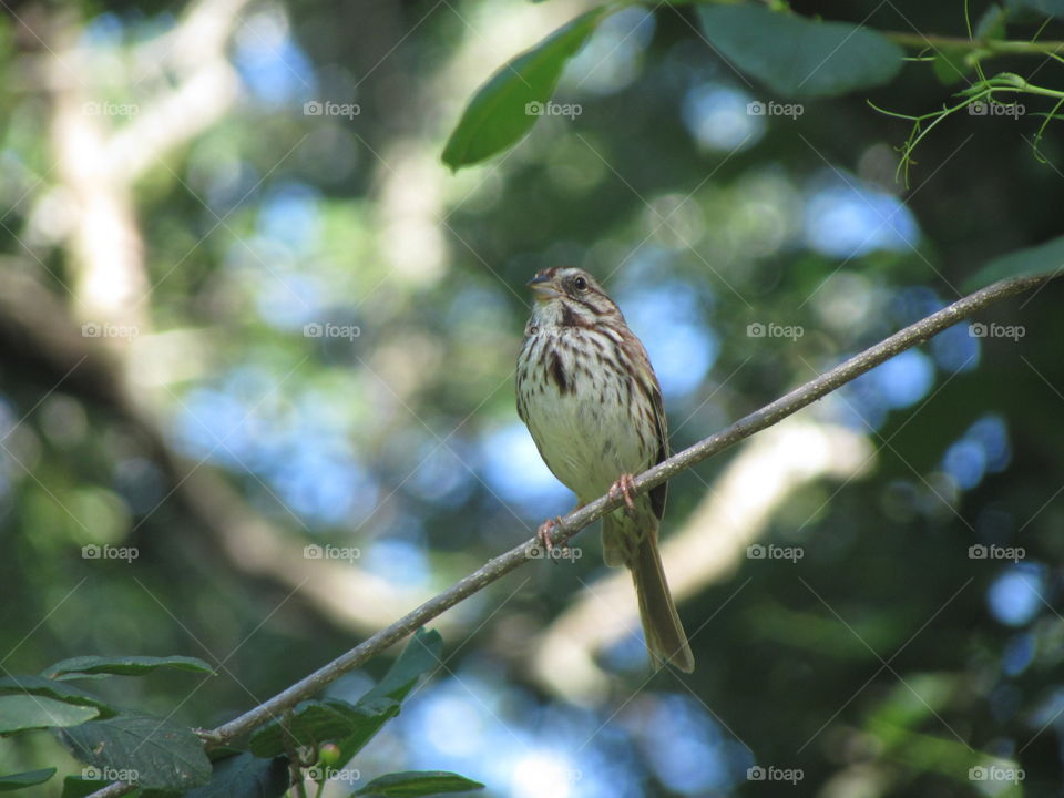 Bird, Wildlife, No Person, Nature, Outdoors