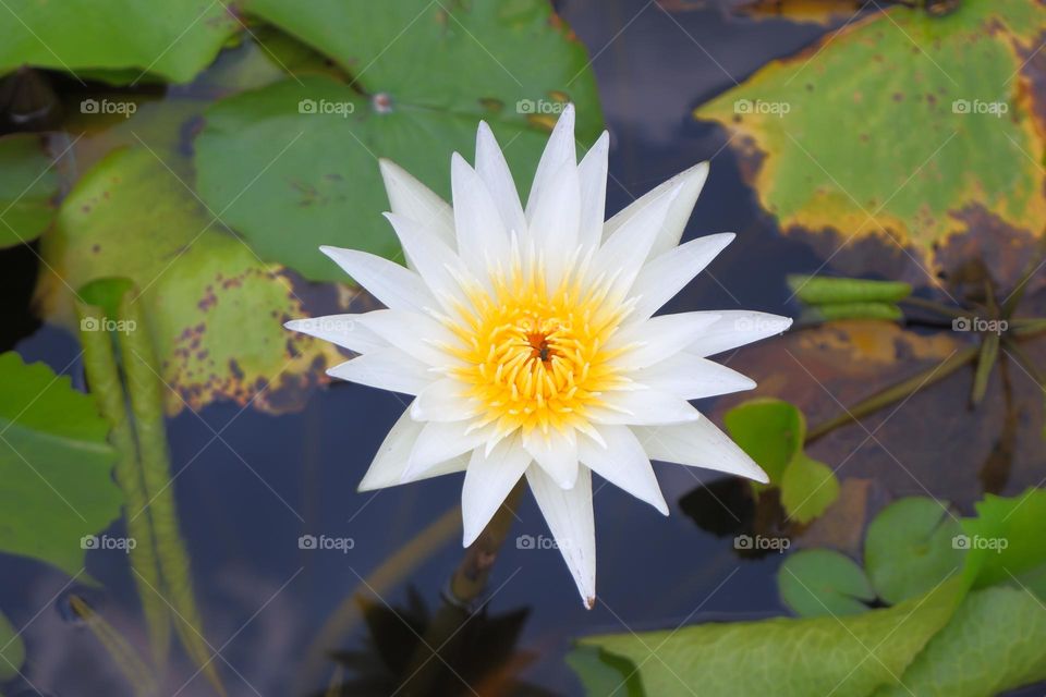 White lotus in full bloom with green lotus leaves on the water surface.