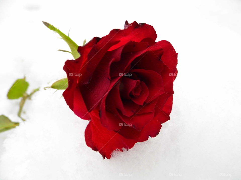 red rose flower on snow