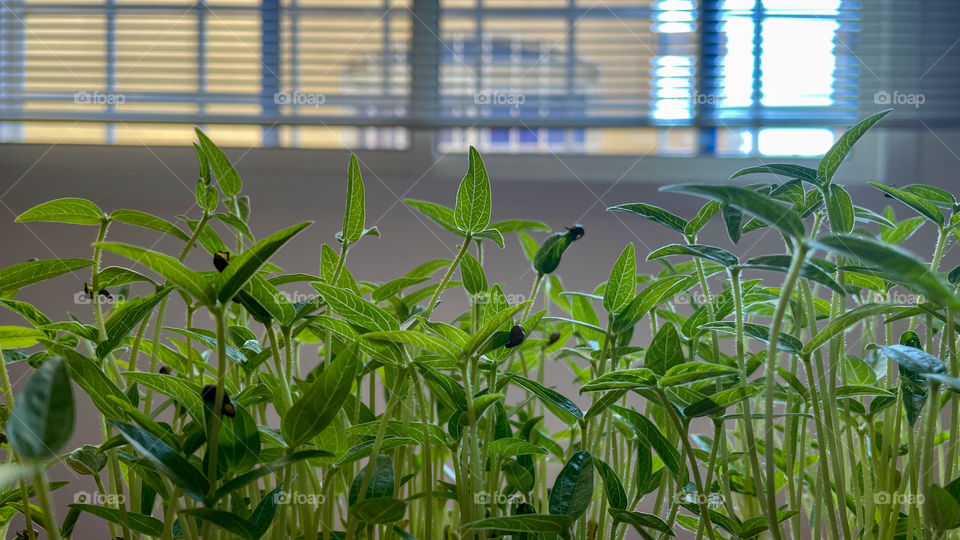 Plants and window 