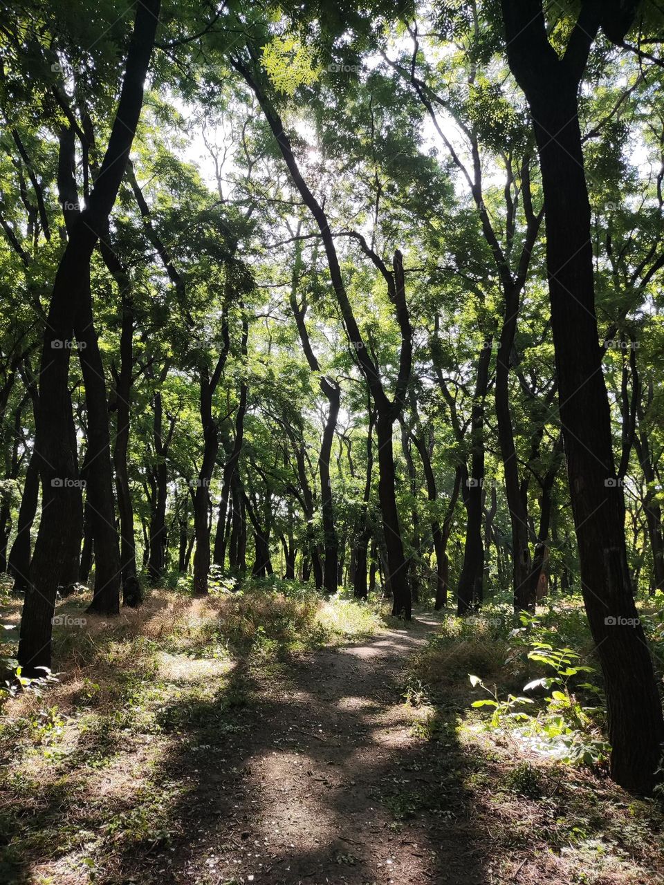 How nice it is to walk through the forest on a warm sunny day!