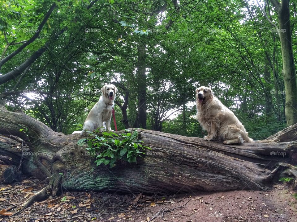 Nature, Wood, Tree, Outdoors, No Person